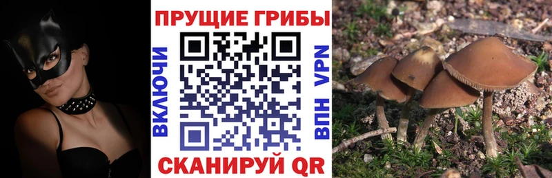 Галлюциногенные грибы Psilocybine cubensis  купить наркоту  это как зайти  Оленегорск 